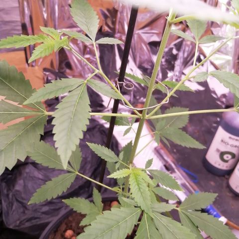 Génétique inconnue growlog timeline photo