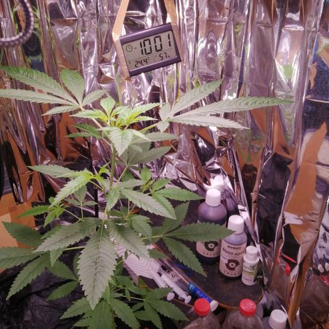 Génétique inconnue growlog timeline photo