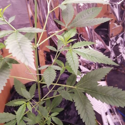 Génétique inconnue growlog timeline photo