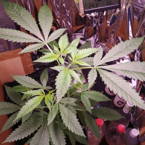 Génétique inconnue growlog timeline photo