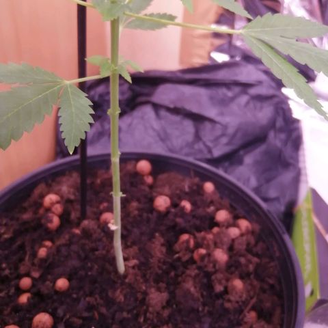 Génétique inconnue growlog photo: Defoliation