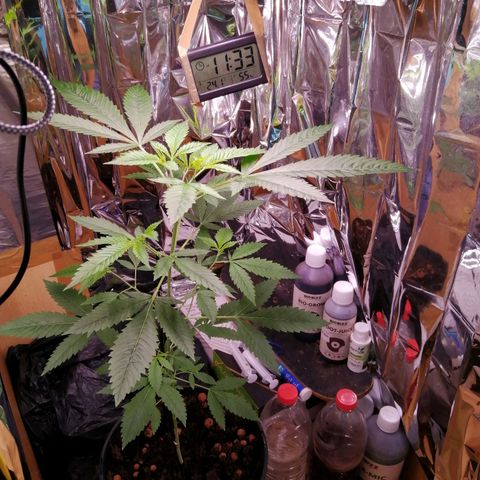 Génétique inconnue growlog timeline photo