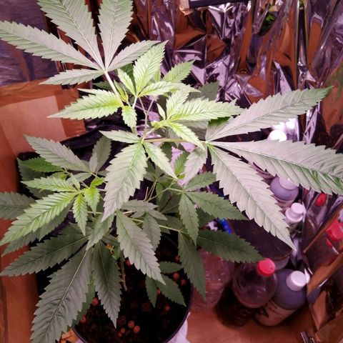 Génétique inconnue growlog timeline photo