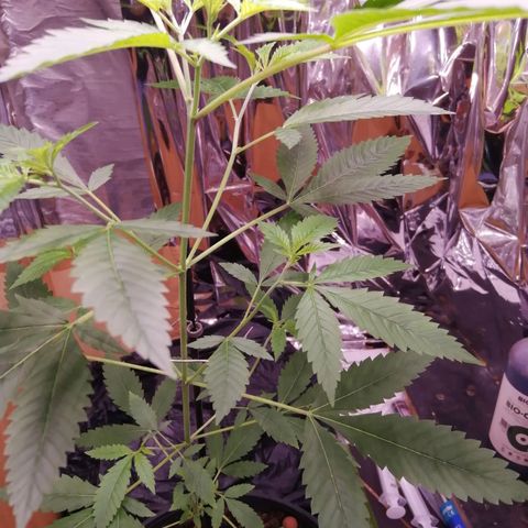 Génétique inconnue growlog timeline photo