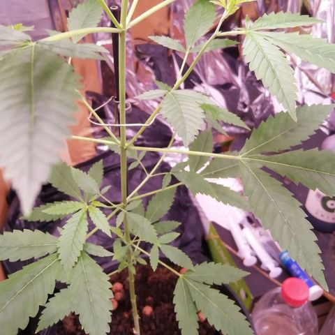 Génétique inconnue growlog timeline photo