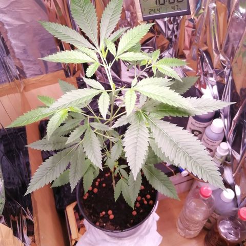 Génétique inconnue growlog timeline photo