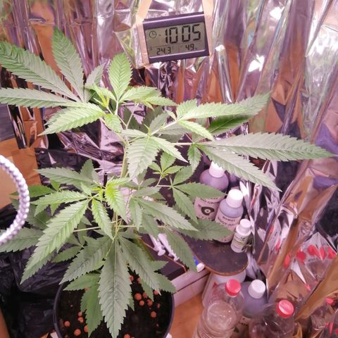 Génétique inconnue growlog timeline photo