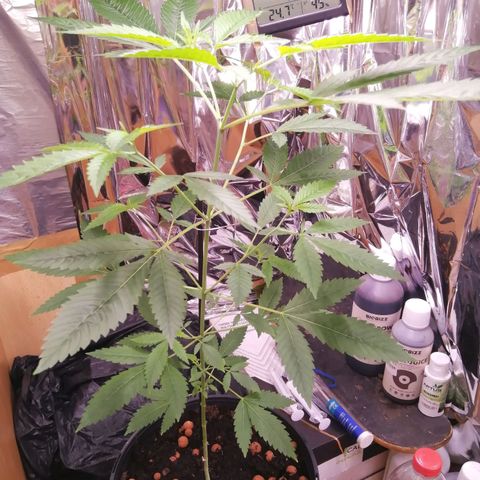 Génétique inconnue growlog timeline photo