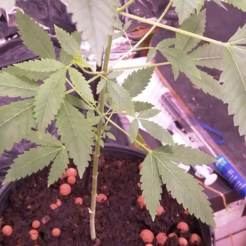 Génétique inconnue growlog timeline photo