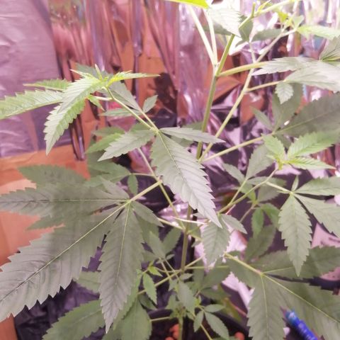 Génétique inconnue growlog timeline photo
