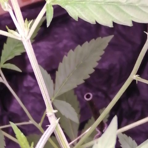Génétique inconnue growlog timeline photo
