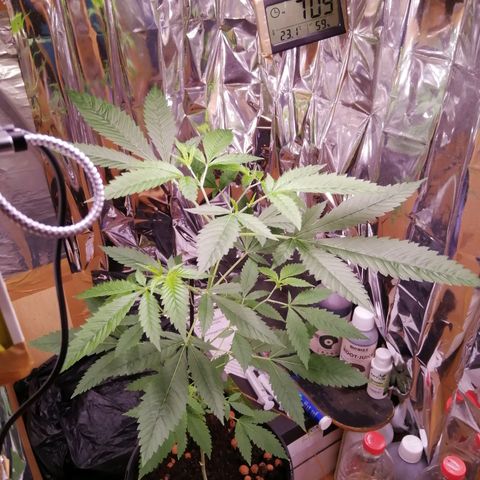 Génétique inconnue growlog timeline photo