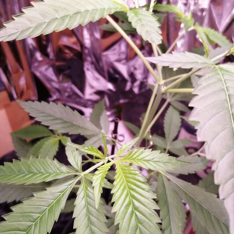 Génétique inconnue growlog timeline photo