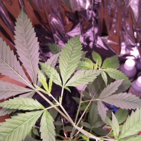 Génétique inconnue growlog timeline photo