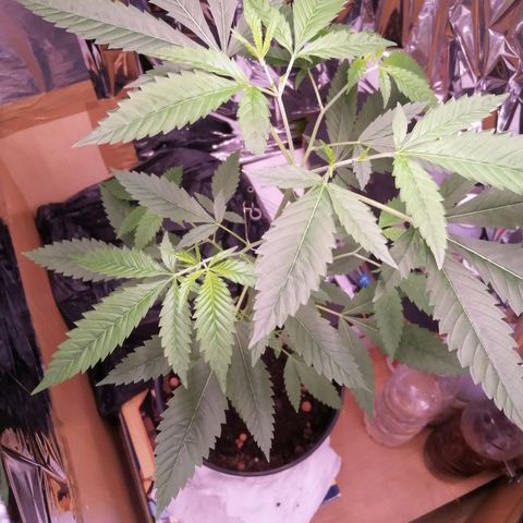 Génétique inconnue growlog timeline photo