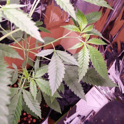 Génétique inconnue growlog timeline photo