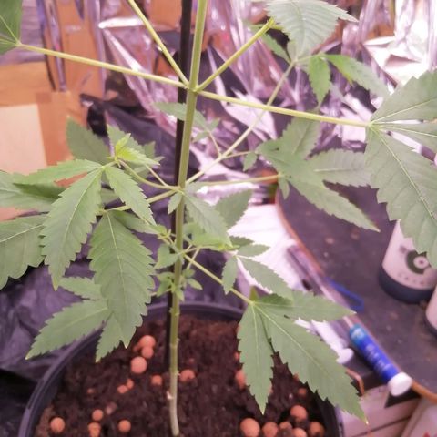 Génétique inconnue growlog timeline photo