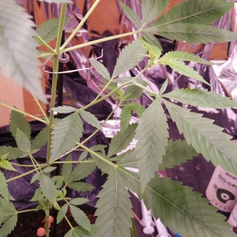Génétique inconnue growlog timeline photo