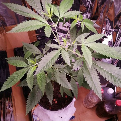 Génétique inconnue growlog timeline photo