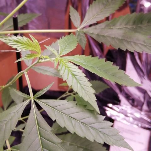 Génétique inconnue growlog timeline photo
