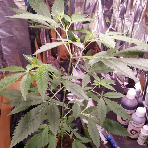 Génétique inconnue growlog timeline photo