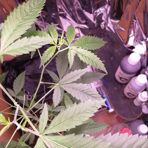 Génétique inconnue growlog timeline photo