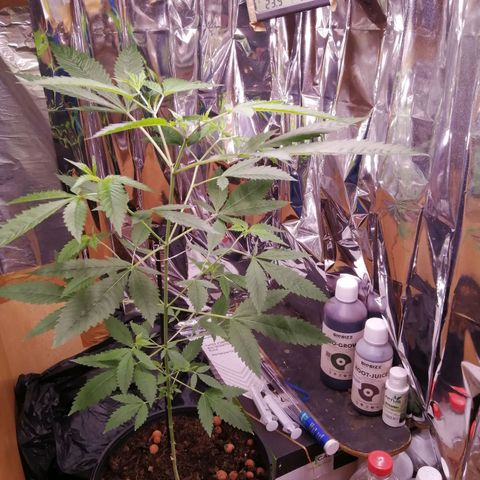 Génétique inconnue growlog timeline photo