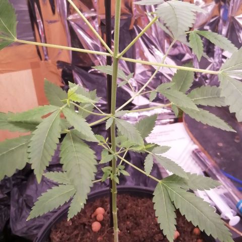 Génétique inconnue growlog timeline photo