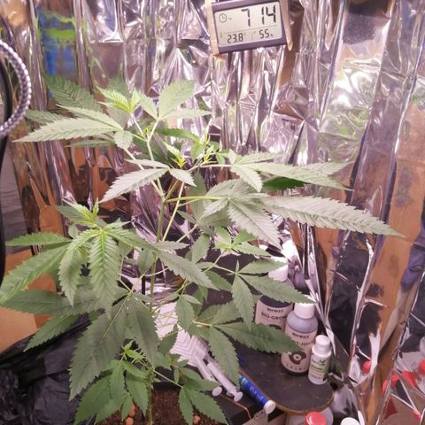 Génétique inconnue growlog timeline photo