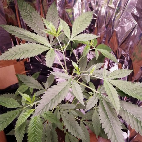 Génétique inconnue growlog timeline photo