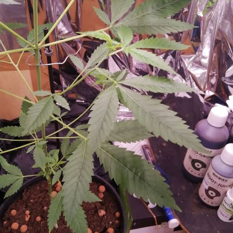 Génétique inconnue growlog timeline photo