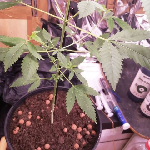 Génétique inconnue growlog timeline photo