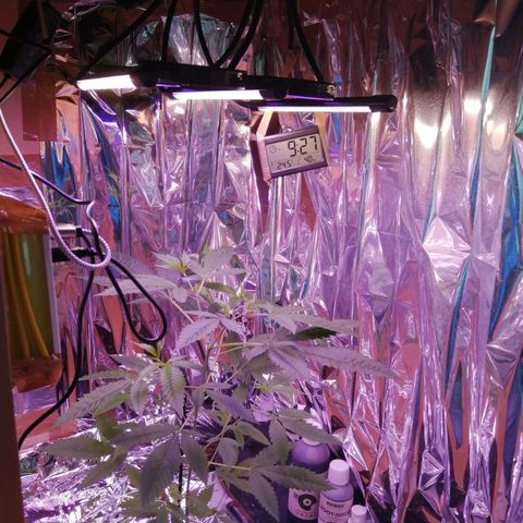Génétique inconnue growlog timeline photo