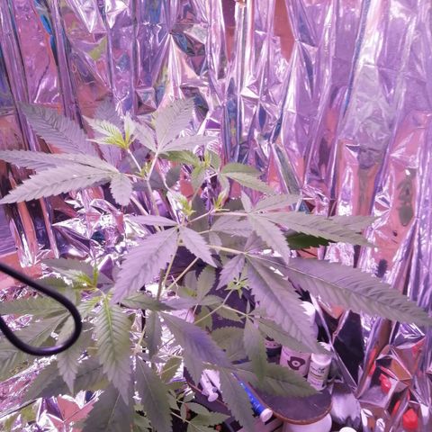 Génétique inconnue growlog timeline photo