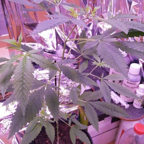Génétique inconnue growlog timeline photo