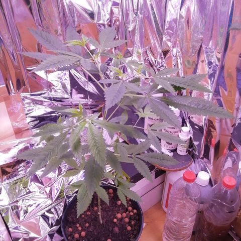 Génétique inconnue growlog timeline photo