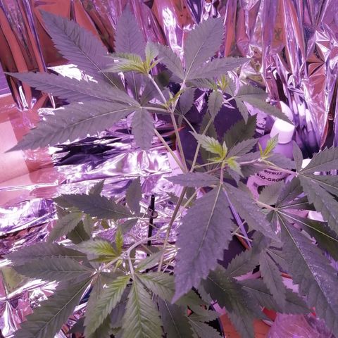 Génétique inconnue growlog timeline photo