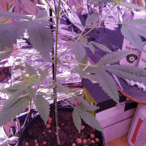 Génétique inconnue growlog timeline photo