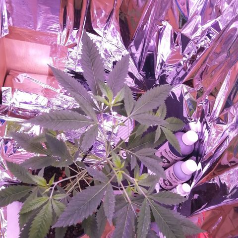 Génétique inconnue growlog timeline photo