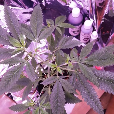 Génétique inconnue growlog timeline photo