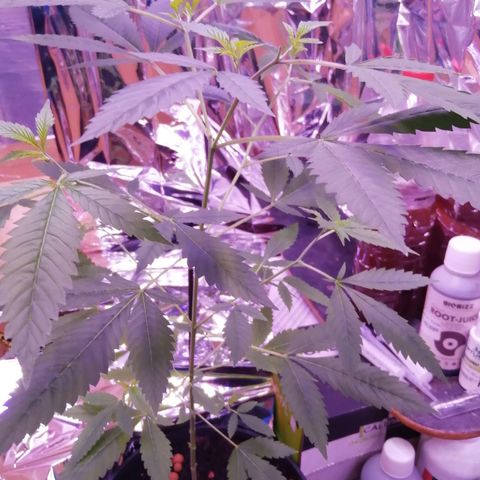 Génétique inconnue growlog timeline photo