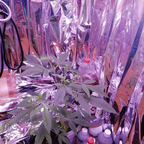 Génétique inconnue growlog timeline photo