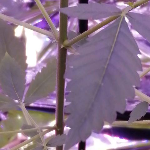 Génétique inconnue growlog timeline photo