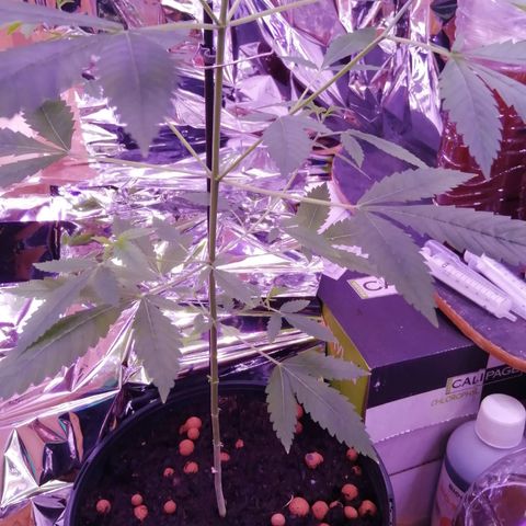 Génétique inconnue growlog timeline photo