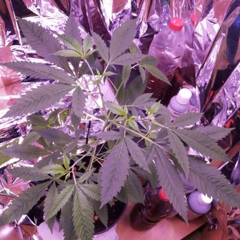 Génétique inconnue growlog timeline photo