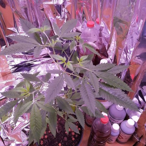 Génétique inconnue growlog timeline photo