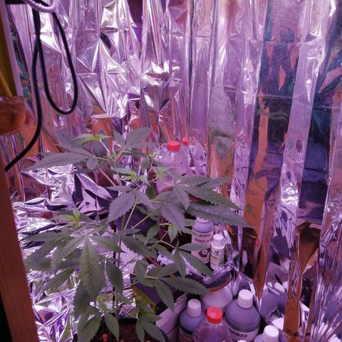 Génétique inconnue growlog timeline photo