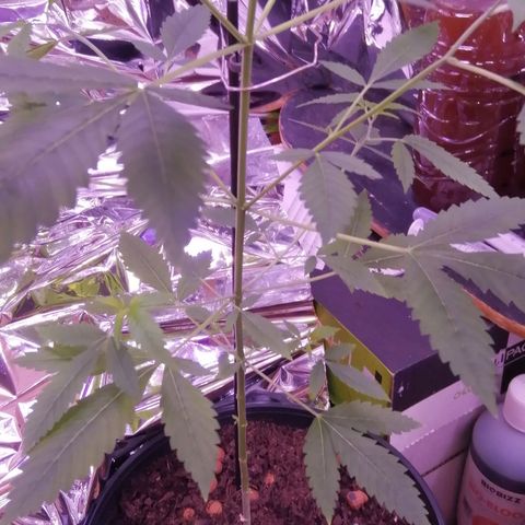 Génétique inconnue growlog timeline photo