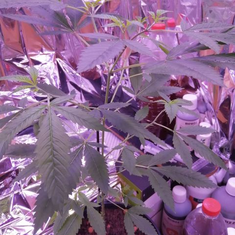 Génétique inconnue growlog timeline photo