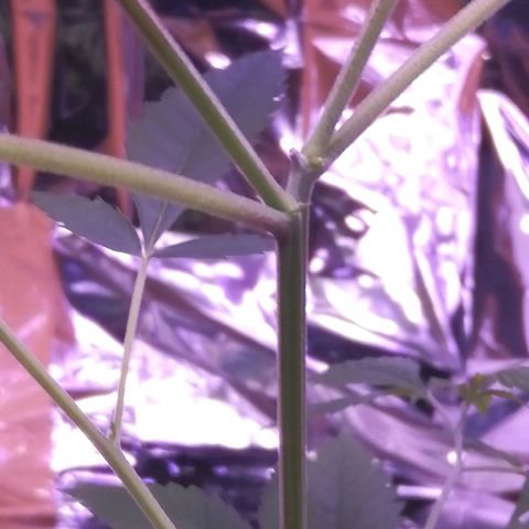 Génétique inconnue growlog photo: Femelle ? 